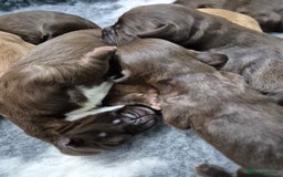 Cocker Spaniel dogs for sale: Cocker Spaniel Puppies - Image 19