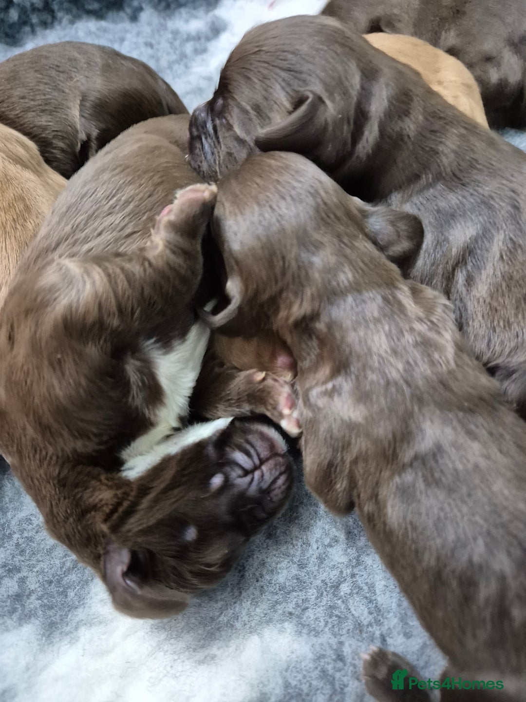 Cocker Spaniel dogs for sale: Cocker Spaniel Puppies - Image 19