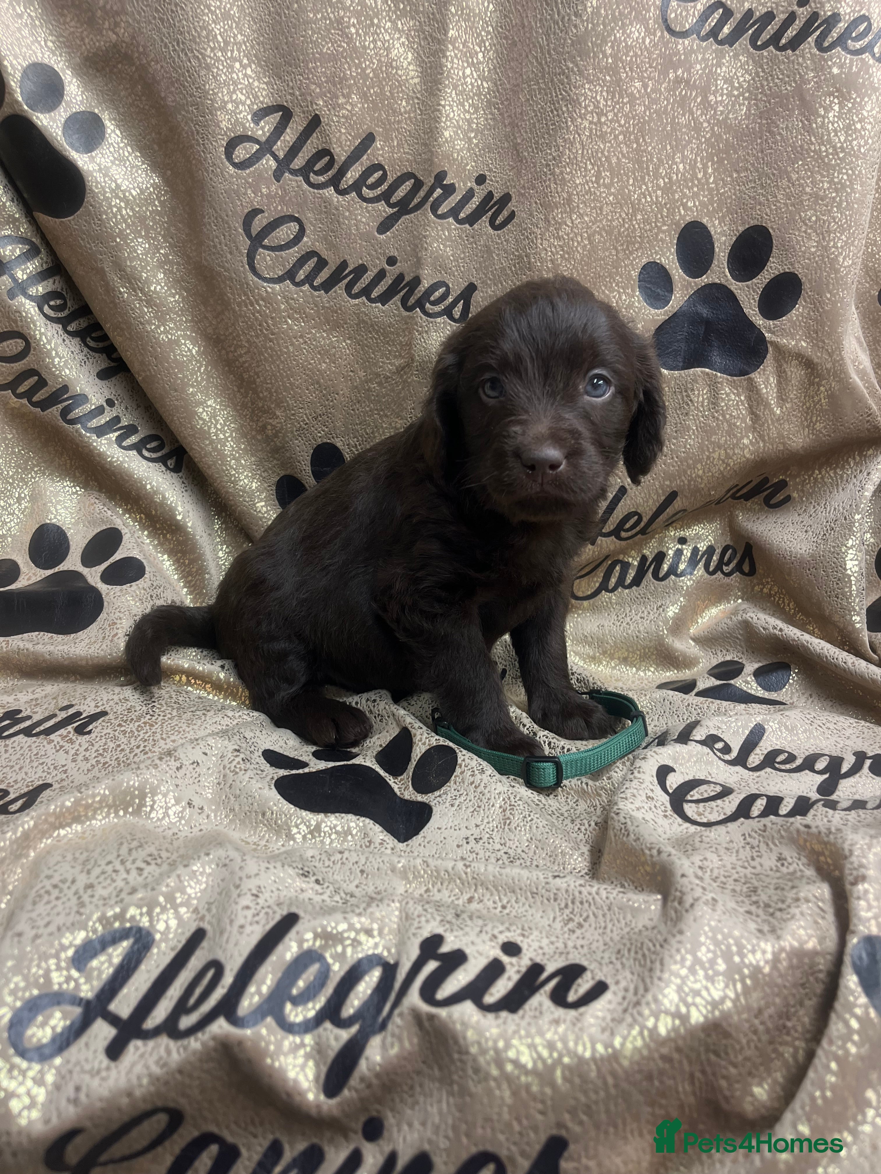 Labradoodle dogs 5 ⭐️ licensed Home breeder - Advert 10