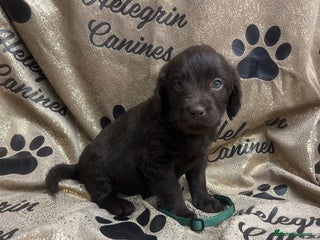 Labradoodle dogs 5 ⭐️ licensed Home breeder - Advert 10