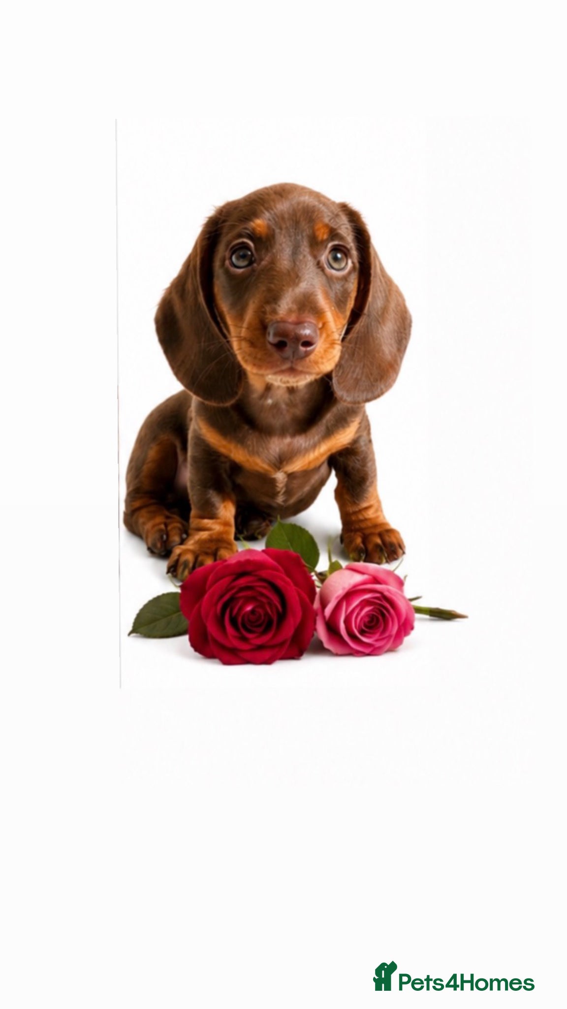 Miniature Dachshund dogs READY TO COLLECT X1 boy  💙 ⛔️ no timewasters ⛔️  - Advert 4