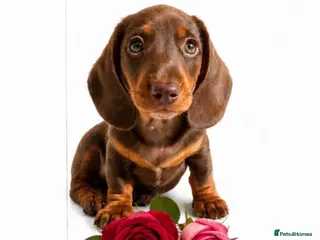 Miniature Dachshund dogs READY TO COLLECT X1 boy 💙 ⛔️ no timewasters ⛔️ - Advert 4