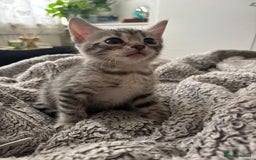 Bengal cats for sale: Half breed Bengal kittens for sale🐆 - Image 5
