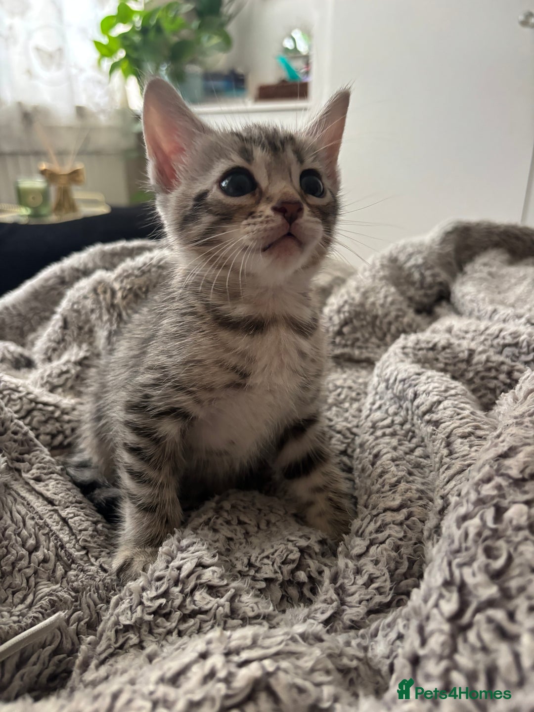 Bengal cats for sale: Half breed Bengal kittens for sale🐆 - Image 5