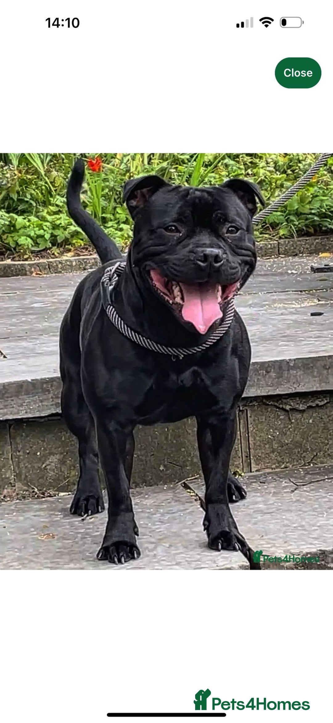 Staffordshire Bull Terrier dogs for sale: Staffys Puppies   25+ Champions ( Show Quality ) - Advert 37