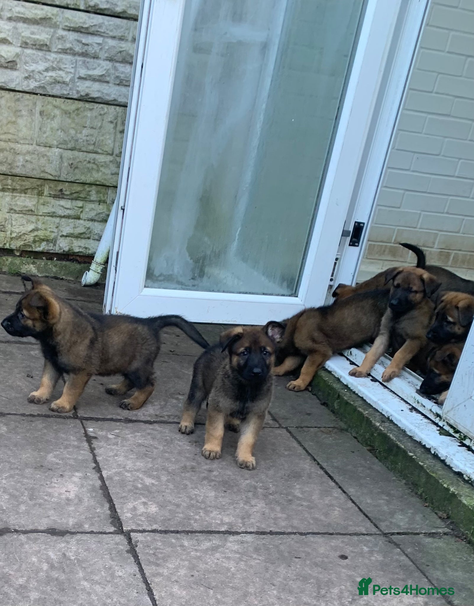 Mixed Breed dogs Belgian Malinois x German Shepherd puppies  - Advert 1