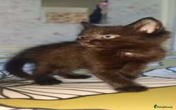 Mixed Breed cats for sale: Female Maincoone cross kitten  - Image 6