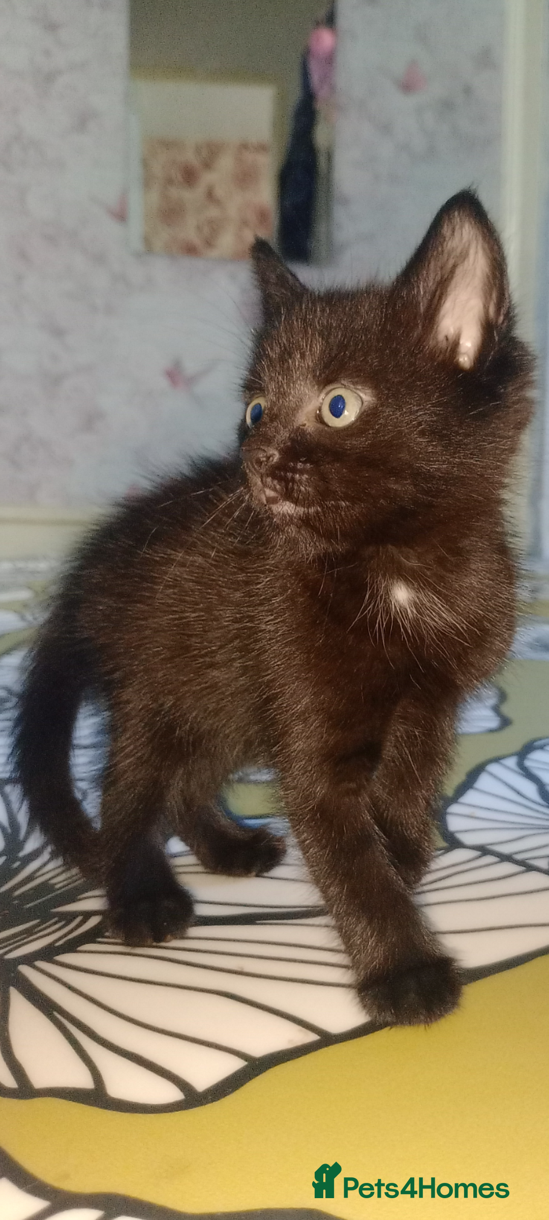 Mixed Breed cats for sale: Female Maincoone cross kitten  - Image 6