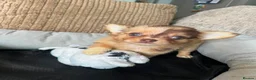 Chihuahua dogs for sale: Chihuahua puppies Russian ancesry with apple head  - Advert 24