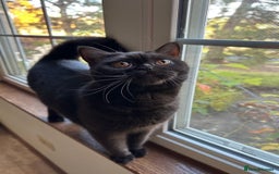 British Shorthair cats for sale: Rare British shorthairs - Image 7