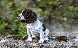 Cocker Spaniel dogs for sale: Beautiful Cocker Spaniel Puppy - Image 14