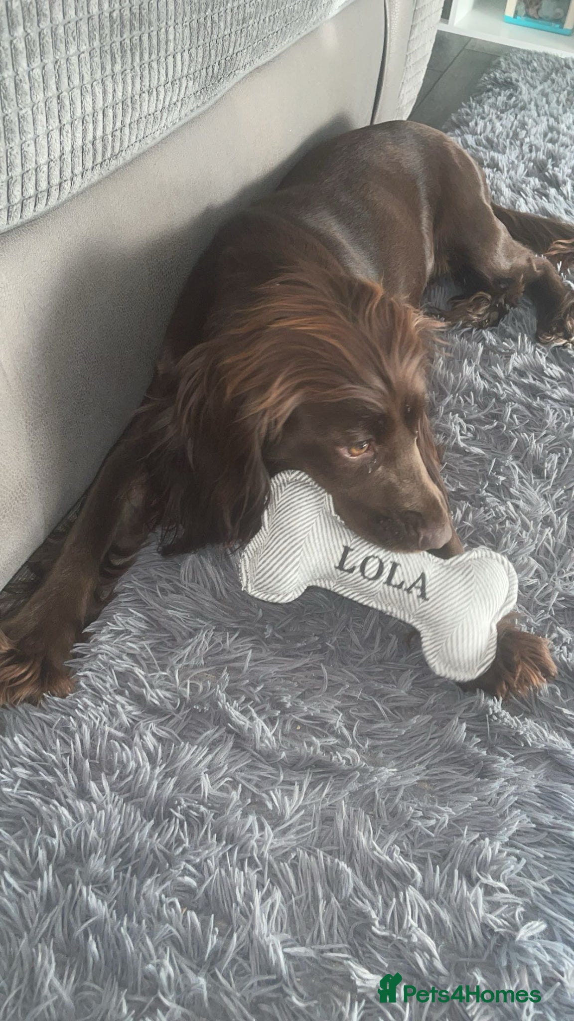 Cocker Spaniel dogs Lola  - Advert 1