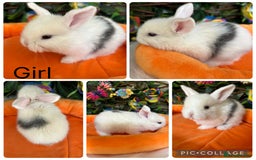 Mini Lop rabbits for sale: Pure breed magpie Mini lops  - Image 3