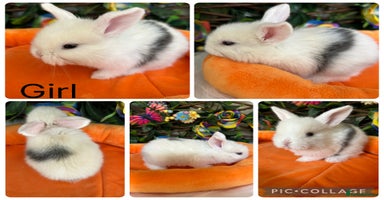 Mini Lop rabbits - Advert 6