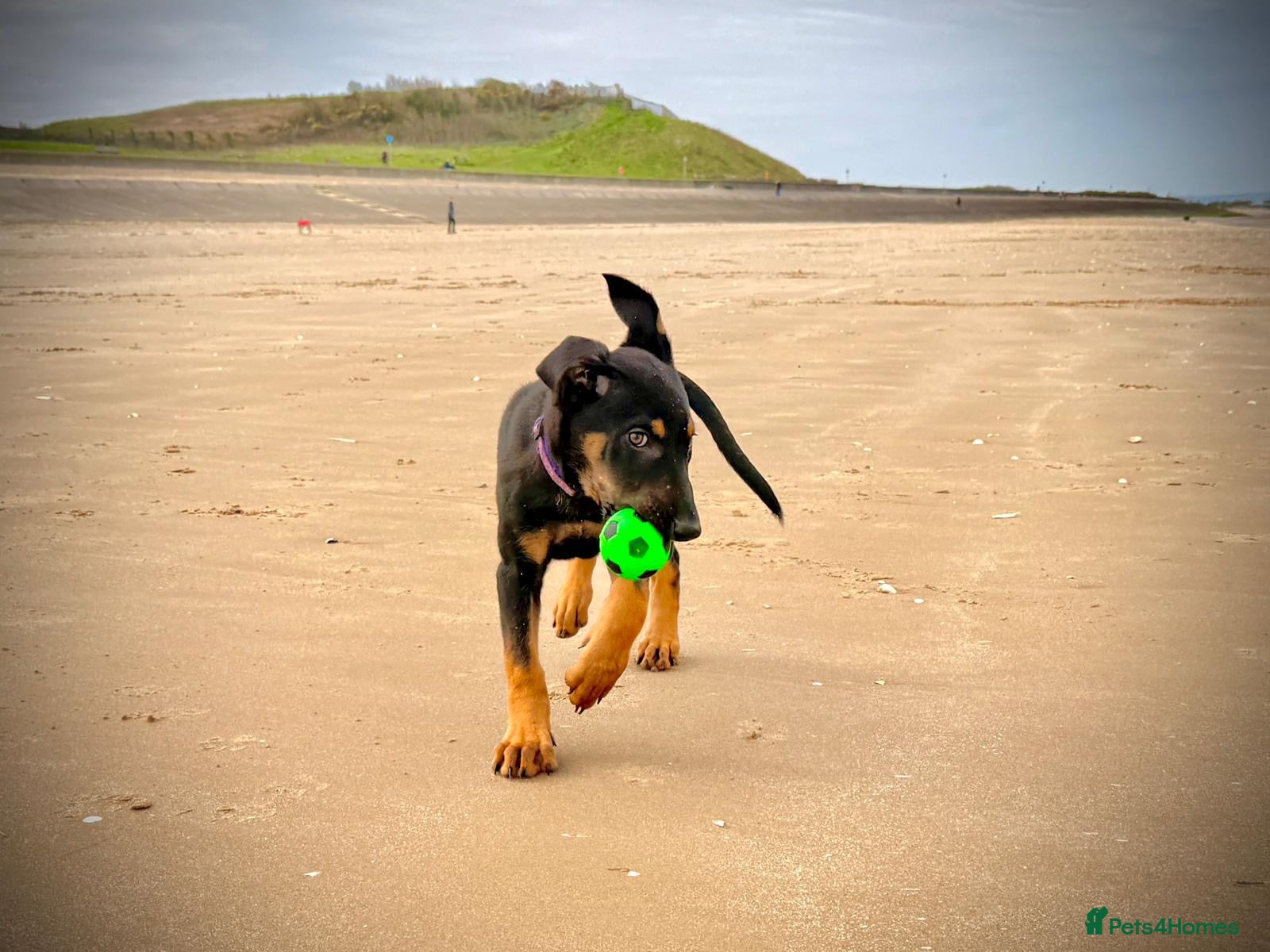 Mixed Breed dogs Doberman x Malinois x German Shepherd Puppies  - Advert 17