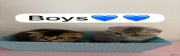 Scottish Fold cats for sale: Scottish Fold boys and girls ready to rehome  - Advert 13