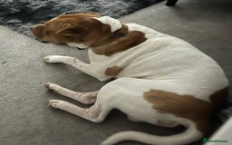 Mixed Breed dogs for sale: This Is Winston  - Image 4