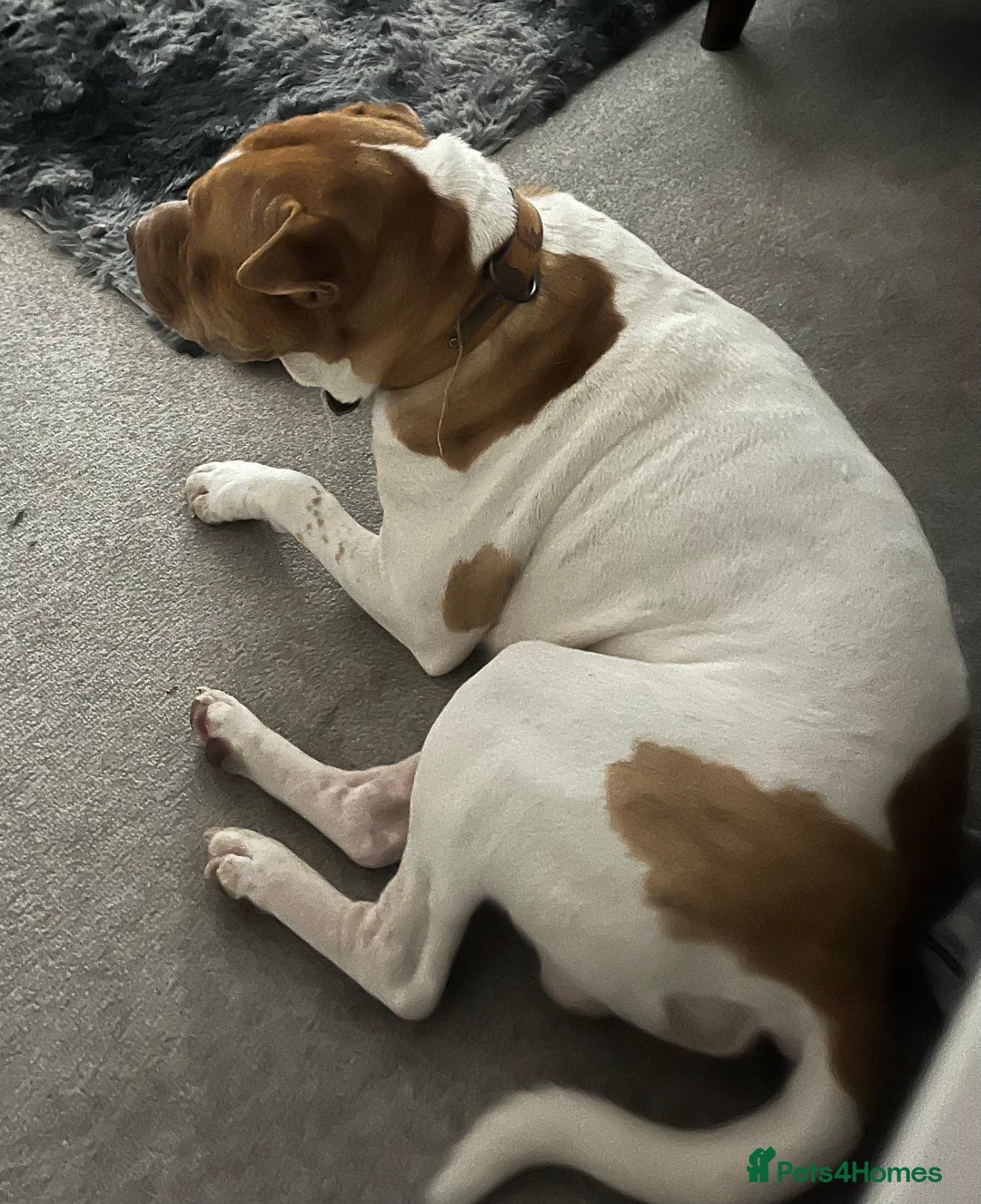 Mixed Breed dogs for sale: This Is Winston  - Image 4