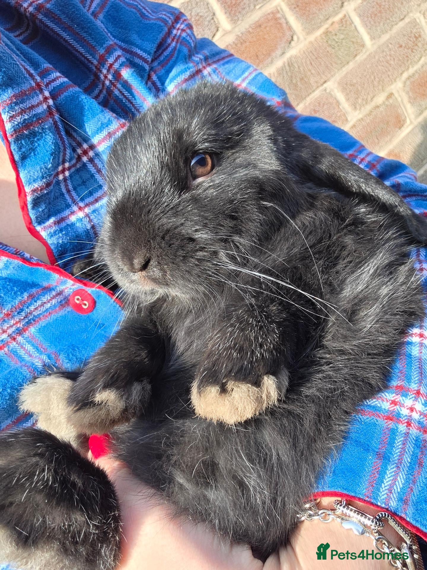 Mini Lop rabbits Mini loop - Advert 1