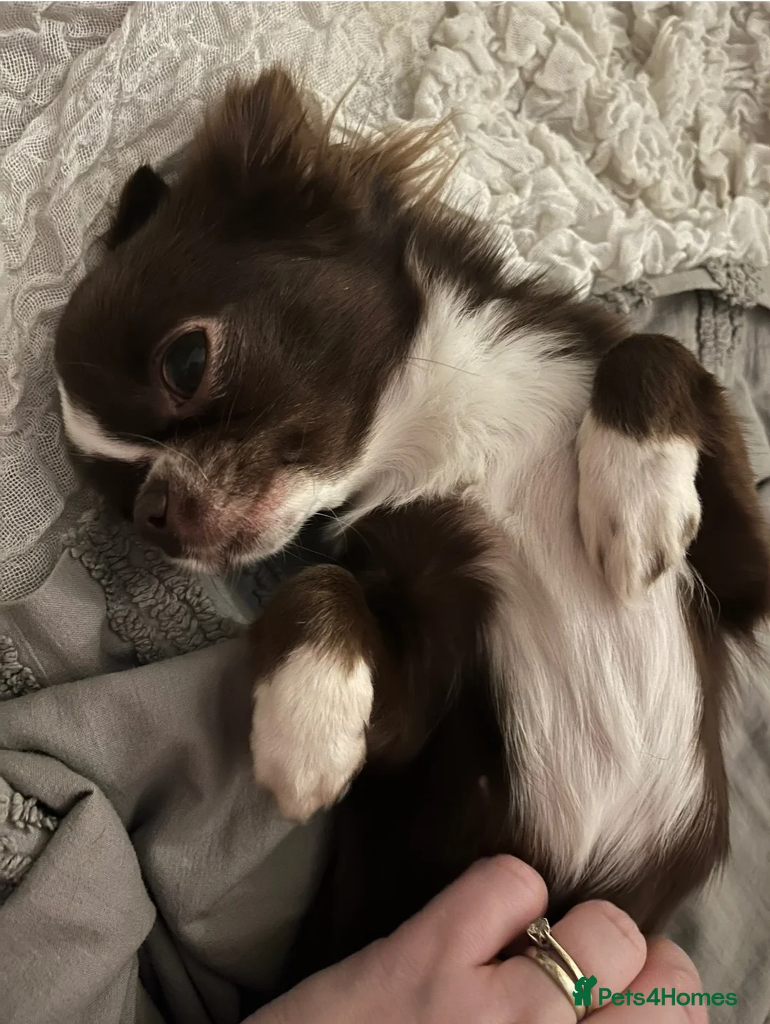 Chihuahua dogs for sale: Stunning female KC Russian Chihuahua - Advert 7