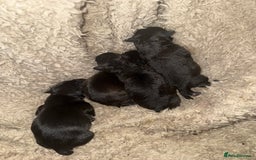 Mixed Breed dogs for sale: 4 Stunning Patterdale X Lakeland Terrier puppies - Image 2