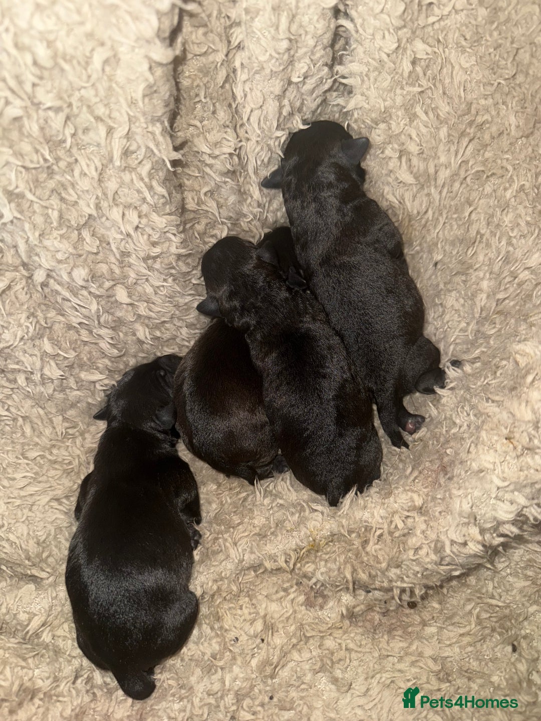Mixed Breed dogs for sale: 4 Stunning Patterdale X Lakeland Terrier puppies - Image 2