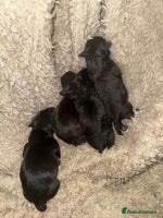Mixed Breed dogs 4 Stunning Patterdale X Lakeland Terrier puppies - Advert 5