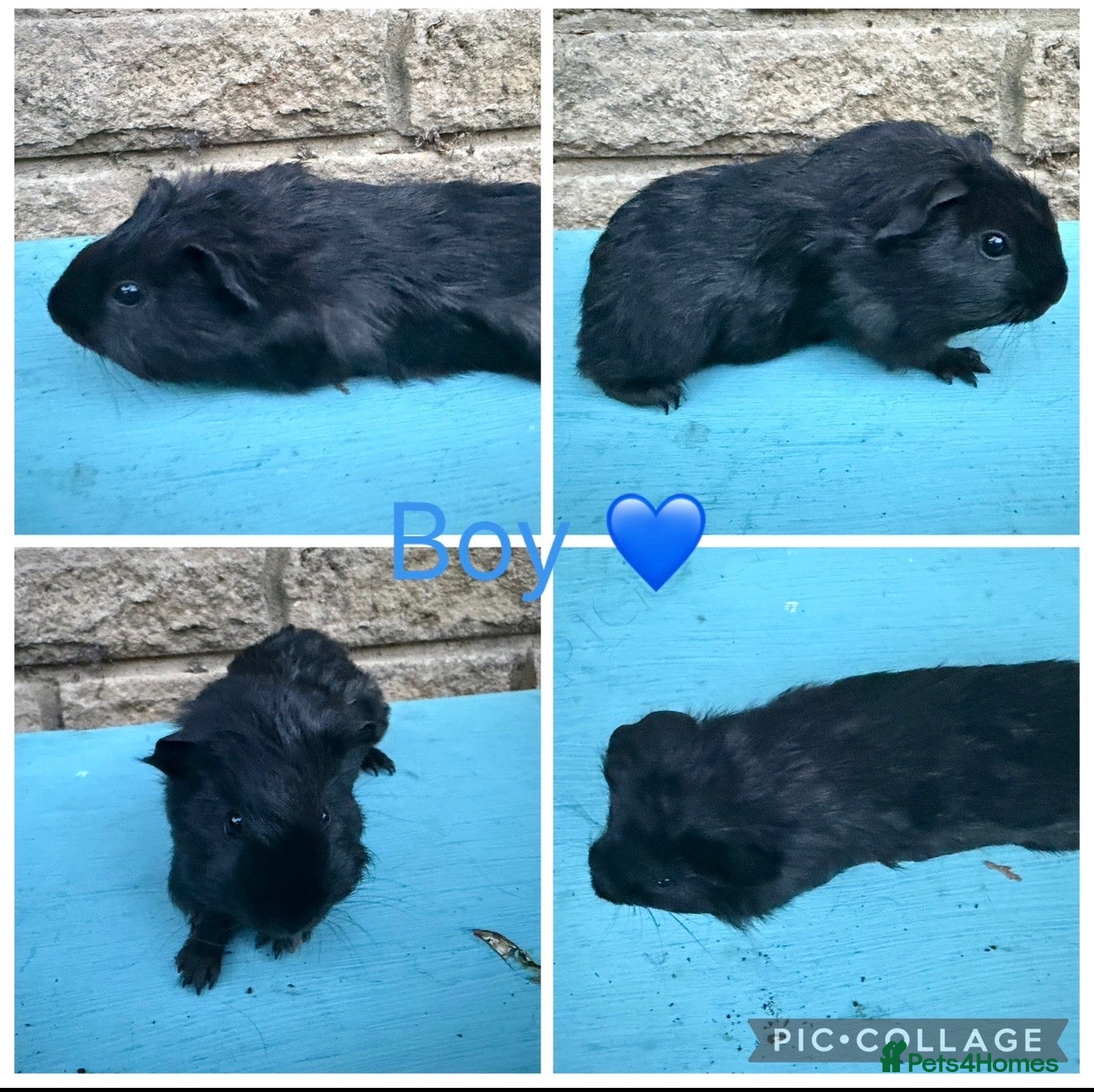 Guinea Pig rodents Male & Female piggies looking for new laps - Advert 2