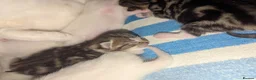 Mixed Breed cats for sale: 4 Beautiful kittens looking forever homes - Advert 15