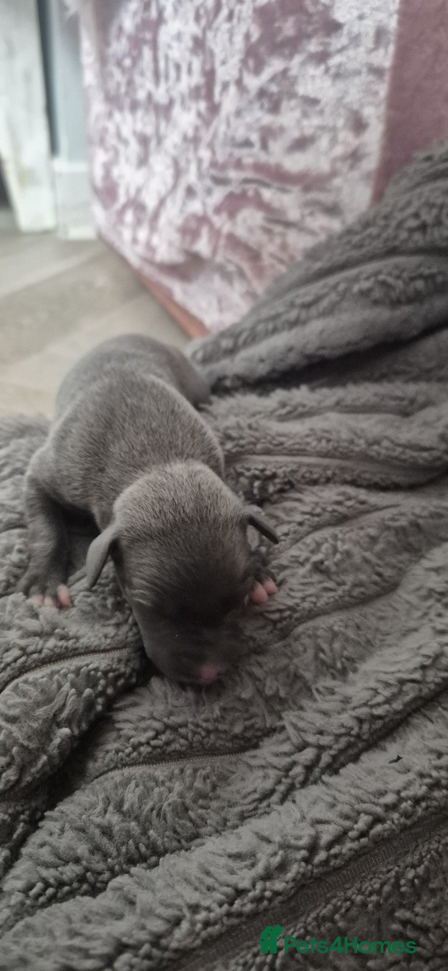 Whippet dogs for sale: Stunning Blue Whippet Puppies - Advert 3
