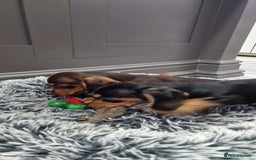 Miniature Dachshund dogs for sale: LAST TWO GORGEOUS MINIATURE DACHSHUNDS - Advert 1