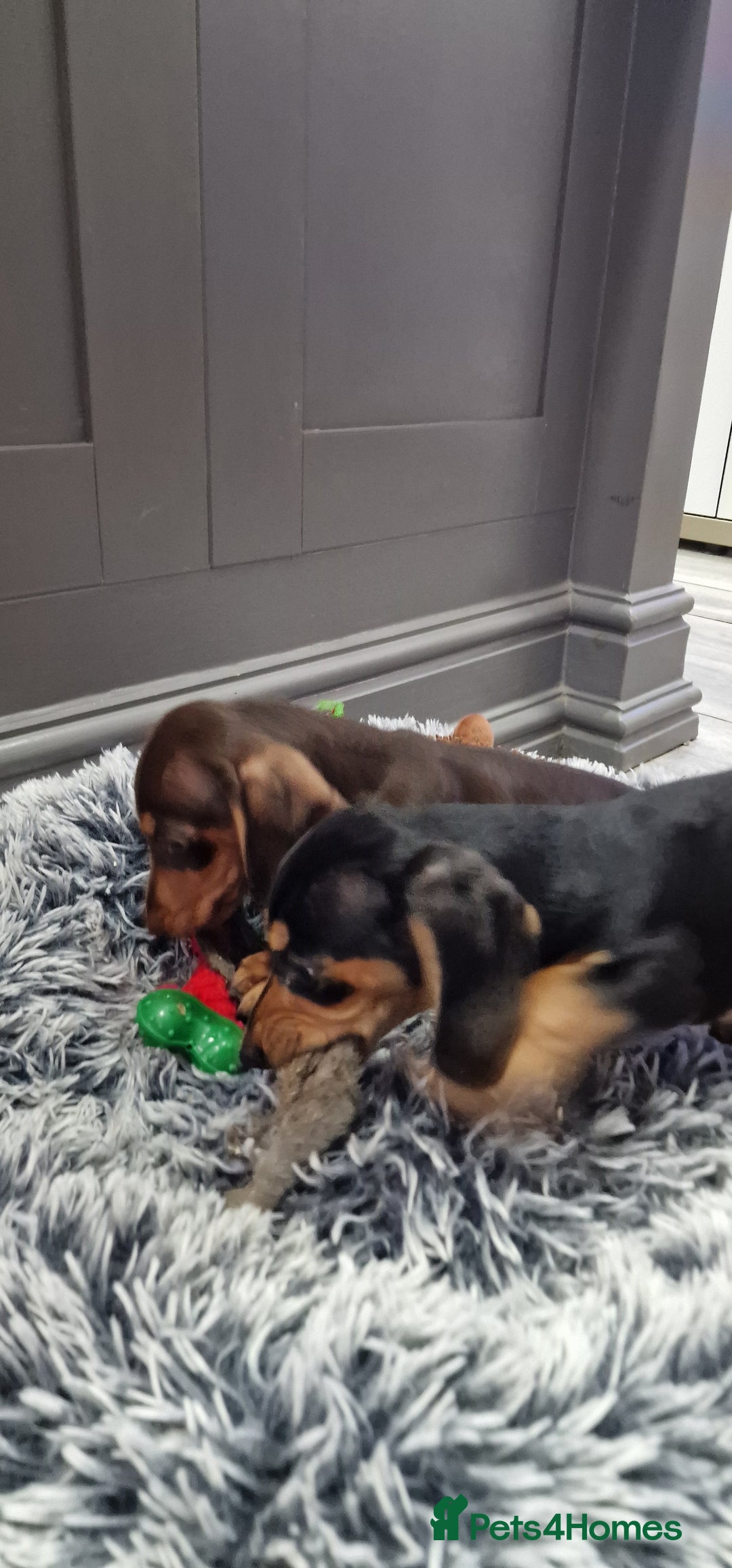 Miniature Dachshund dogs for sale: LAST TWO GORGEOUS MINIATURE DACHSHUNDS - Advert 1