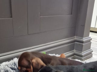 Miniature Dachshund dogs for sale: LAST TWO GORGEOUS MINIATURE DACHSHUNDS - Advert 1