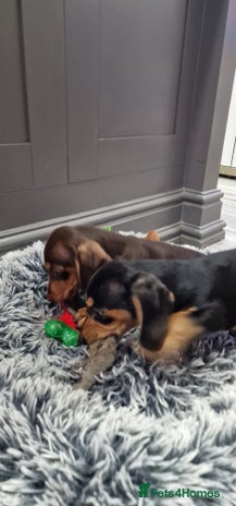 Miniature Dachshund dogs - Advert 5
