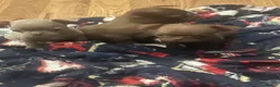 Chihuahua dogs for sale:  Cute Chocolate Chihuahuas  - Advert 7