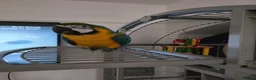 Macaws birds for sale: Blue macaw  - Advert 2