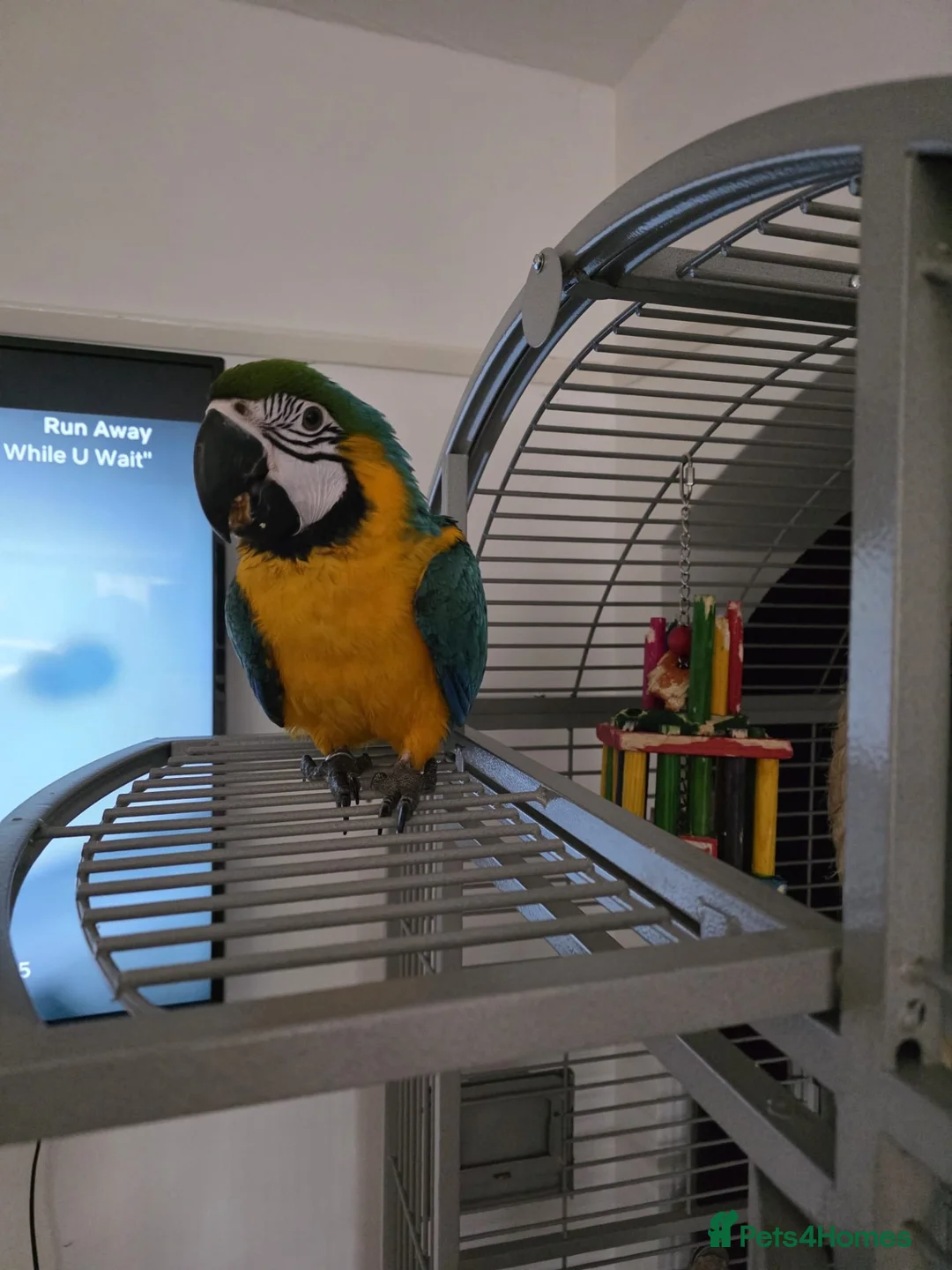Macaws birds for sale: Blue macaw  - Advert 2