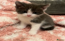 Mixed Breed cats for sale: 5 beautiful kittens looking for forever home  - Image 8
