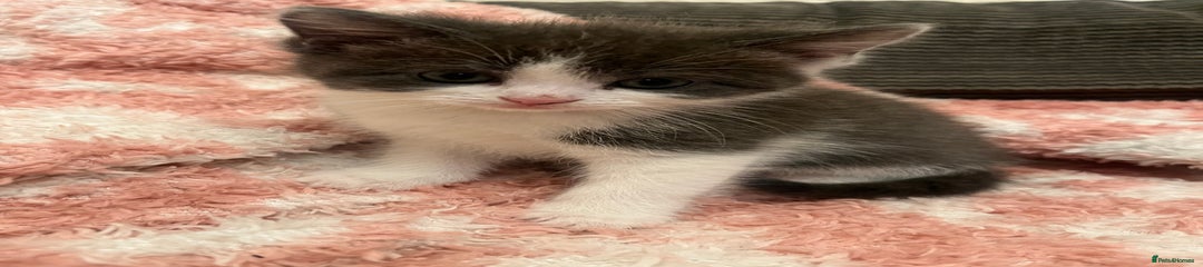 Mixed Breed Kitten 4