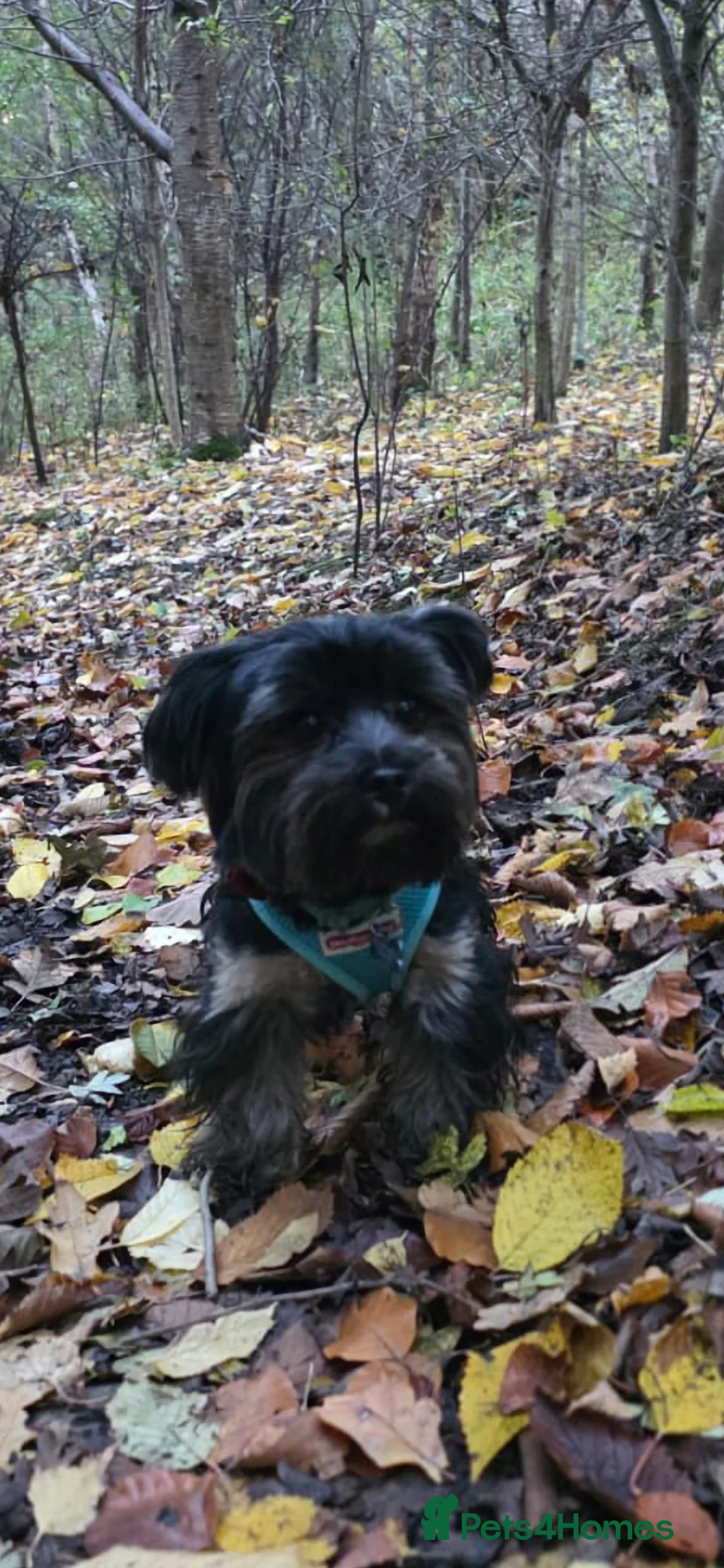 Yorkshire Terrier dogs for stud: Yorkshire terrier briewer  - Advert 4