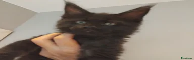 Maine Coon 1