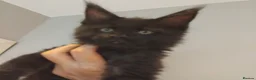 Maine Coon cats for sale: Maine coon kittens registed. Black smoke, grey, - Advert 6