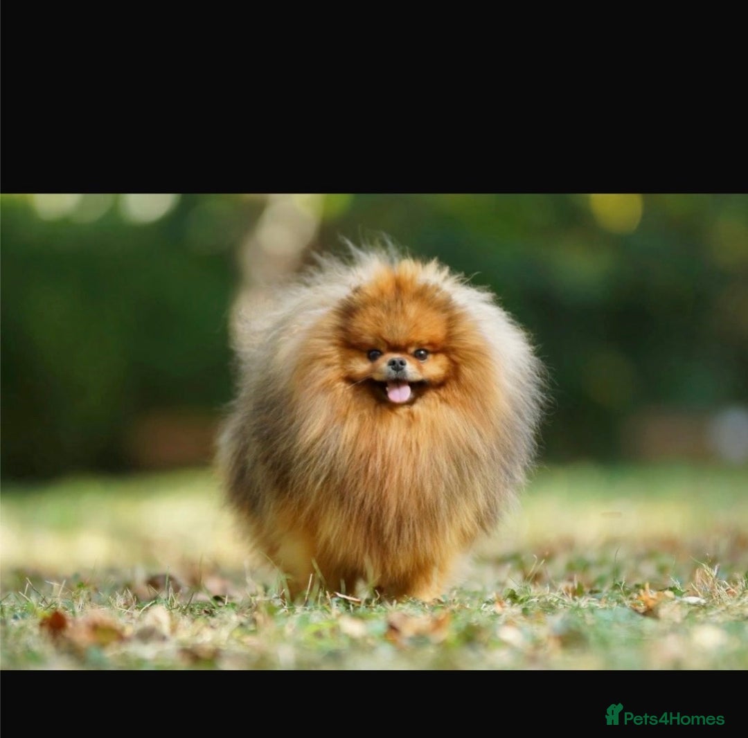 Pomeranian dogs for sale: Beautiful Pomeranian puppies - Advert 13