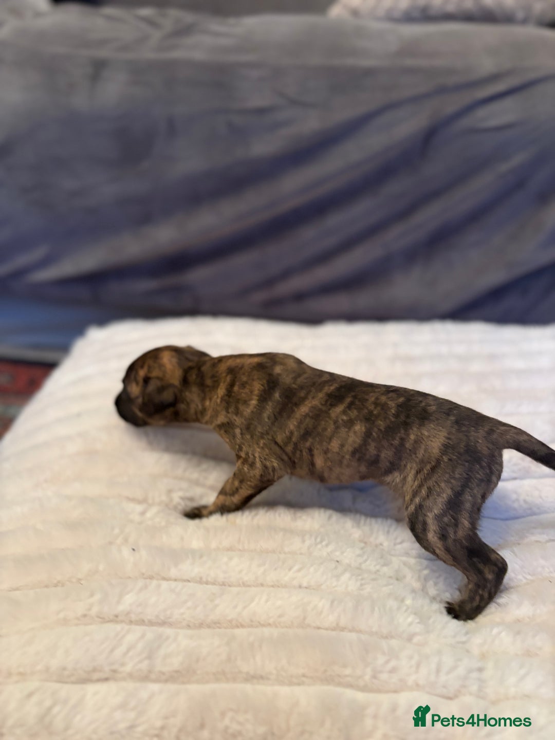 Whippet dogs for sale: Whippet Puppies - Advert 13