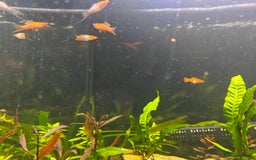 Swordtails fish for sale: Swordtails orange lyretail,kohak,tri colour  - Image 7