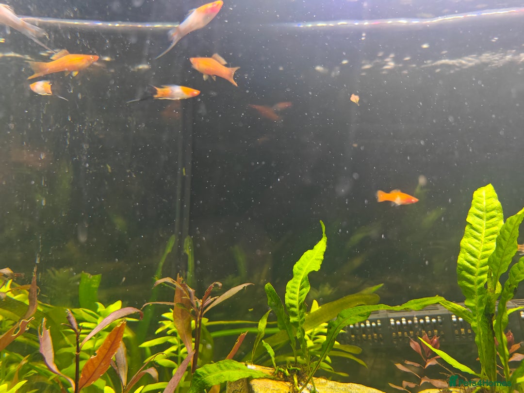 Swordtails fish for sale: Swordtails orange lyretail,kohak,tri colour  - Image 7