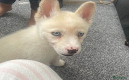 Siberian Husky dogs for sale: Puppy for sale bradford - Image 5