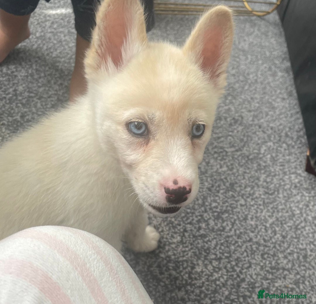 Siberian Husky dogs for sale: Puppy for sale bradford - Image 5