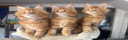 Maine Coon cats for sale: Ready Now TICA Registered Maine Coon Kittens Red - Advert 4