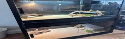 Bearded Dragon reptiles for sale: Two bearded dragons  in Bilston - Advert 4